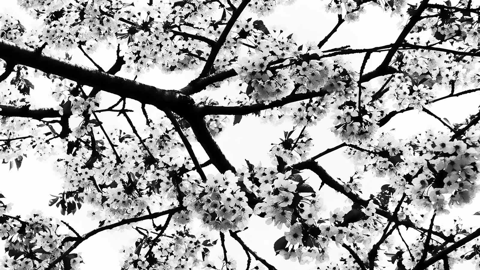 Hanami, ammirare i ciliegi in fiore, maggio 2009