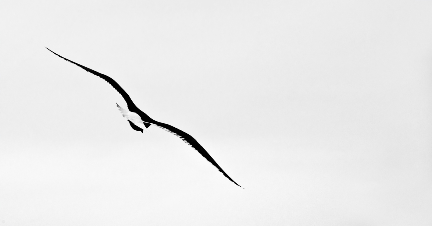 Volo, Levanto giugno 2010
